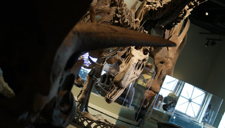dino