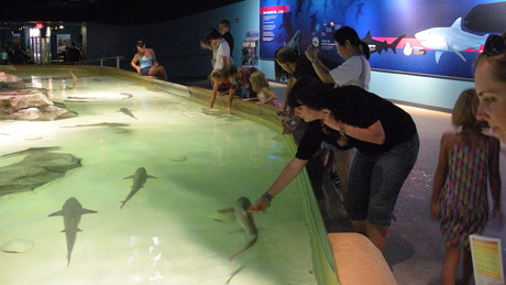 requin