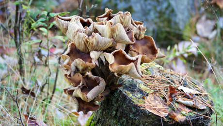 champignon1