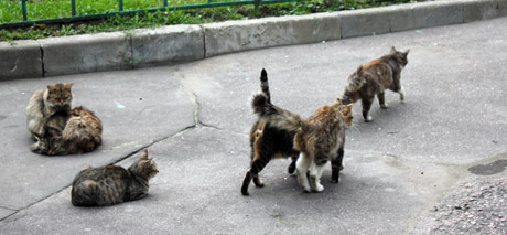 chat1